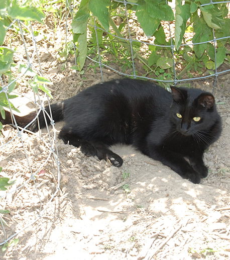 Cat in Garden