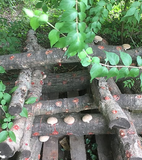 Shitake Mushrooms Growing in Logs