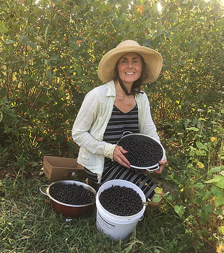 Tina Harvesting Aronia